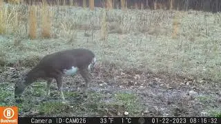 Bobcat, Piebald, Turkey & Coyotes -Trail Cam Videos 2/6/23