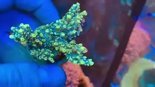 Акропора Микрокладос Жёлтый. Интернет магазин REEF EXCLUSIVE