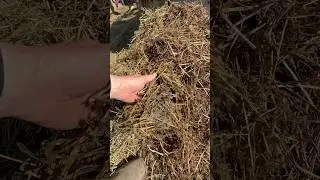 Purchased hay from Centennial livestock auction Co. it&rsquo;s completely rotten. ￼🤬