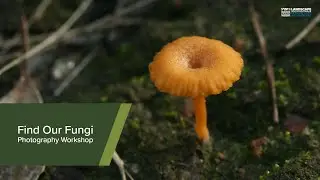Find Our Fungi - Photography workshop