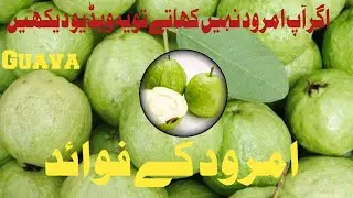 Amrud Ke Fayde In Urdu/Hindi | امرود کے فوائد | UrduHealthIn