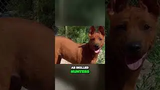 Meet the Thai Ridgeback - Courageous Hunter of Cobras