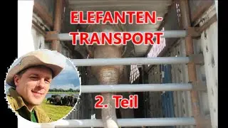 Elefanten-Transport: Wie kommt der Elefant in die Kiste?