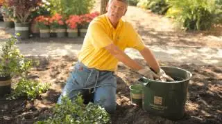 How to Transplant Flowering Quince : Garden Savvy