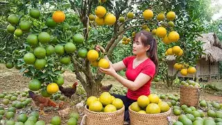 Timelapse &ndash; Building an Off Grid Farm | Bamboo Rebuild, Orange Harvest & Village Life