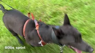 Online Herding Dog weight pulling challenge
