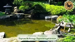 Natures Harmony | Sparkling Springtime (ASMR)