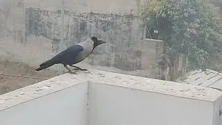 the pet collective parrots 