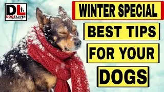 TOP 7 BEST WINTER TIPS FOR YOUR DOG [IN TELUGU];must watch