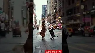 The Cutest NYC Dance Party Featuring Cats and Dogs #shorts #shortsfeed