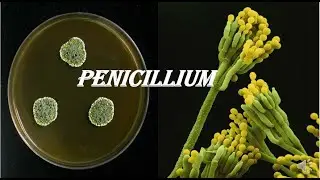 #Penicillium#