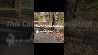 A Cat with Amazing Catlike Skills