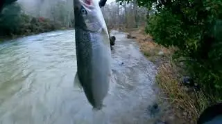 MORE WINTER STEELHEAD 2022