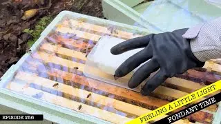 How I Feed my bees Fondant 🍱