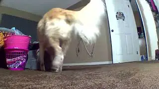 naughty pee pees #1