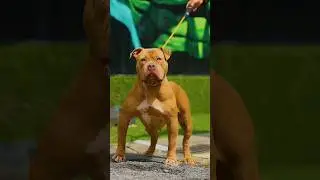 Pitbulls Shorts #dogsshorts #dog #pitbull #viral #trending #shortsfeed #shorts