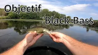 Au c&oelig;ur des herbiers, je cherche les Black-Bass