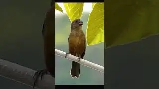 Curi&oacute; Canto Praia Cl&aacute;ssico