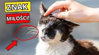 7 znak&oacute;w, że Tw&oacute;j kot kocha Cię bardziej, niż myślisz