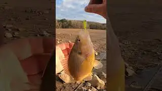 BIG warmouth sunfish on the new 6th Sense PECOS swimbait