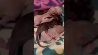 Sleepy baby rats