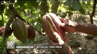 Cacao de Madagascar -  RTBF