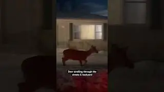 #Deer strolling through the streets & backyard #shorts #animals #hunting #whitetaildeer #urbandeer