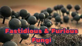 Dimorphic Fungi - Histoplasma & Blastomyces