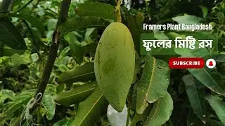 যে আমের নামের অর্থ - 'ফুলের মিষ্টি রস' || Thai Nam Dok Mai Mango Plant With Fruits
