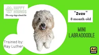 Labradoodle Puppy 