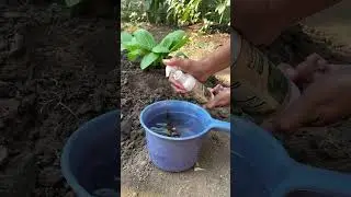 #petiksayur #selaras #berkebun #aktivitasdiladangberkebun #kebunsayuran #pertanian #peternakmuda
