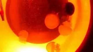 Blue Blubber Jellyfish Feeding