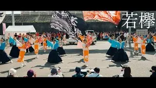 【ラスト踊り納め】若欅  関八州よさこいフェスタ in 黒目川花まつり 2024