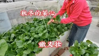 秋冬季撒播菜心不用移苗，农家肥种植，20天后收获壮又嫩的菜心