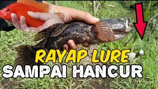 STRIKEEE!!! Rayap Lure Sampai Hancur di Sambar Gabus Males - Video mancing