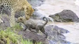 Leopard Queen Nalangu and cubs making a splash in Mara North Conservancy, Masai Mara