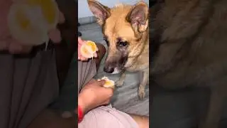 Amr Mark 2to kore orange khabe🤦&zwj;♀️#short #shorts #dog #doglife #youtube #youtuber #minivlog #vlog