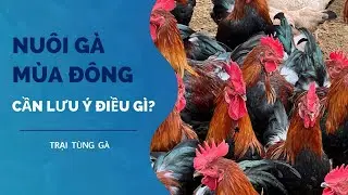 Nuôi gà mùa đông cần lưu ý điều gì? 