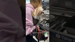 Pet Travel Hack