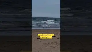 Wave watchin' or fishy catchin'? 🤔 | St Andrews 🏴󠁧󠁢󠁳󠁣󠁴󠁿 #Beach  #seagulls