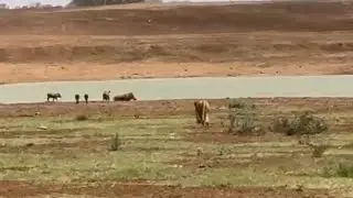 lioness attack a warthog family and bring down two warthogs video 