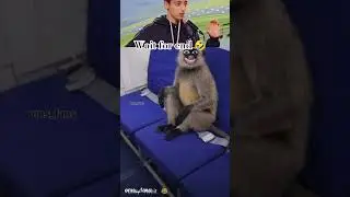 🤣_पूरा_देखिए_&hellip;🤣_&hellip;#funny #comedy #dog #race #hen #monkey #new @EthanFunnyFamily #video