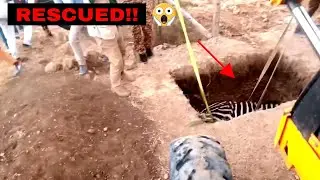 Zebra Stuck in a Pit Rescued by Wildlife Rangers #shorts