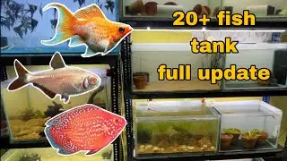 Full fish room update (new fish)