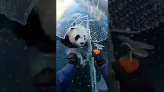 Rescue The Panda From The Frozen River | Beast Arena | #ytshorts