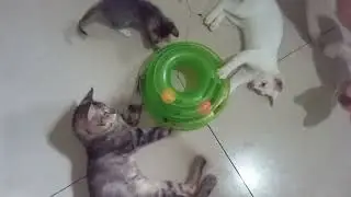 Newly rescue, adopted kittens-Meet Tim and Tam ( play time)