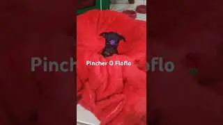 Pincher 0 Floflo ❤️🌹#cachorro #cachorrosfofos #caminhoparaumavidamelhor #pinscher 0