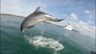 Ski's and dolphins off Weymouth bay.