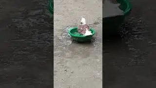 kabutar ki II#shots #pigeon #video #kabootarandakaisedetehain