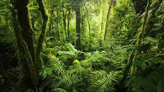 Tropical Music for Sleep, Relaxation, Meditation and Mellow Inter-Being (1 Hour)